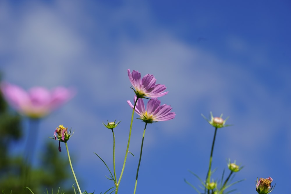 pink flower in tilt shift lens