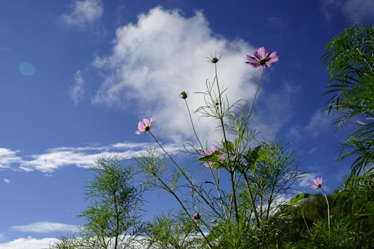 pink flower under blue sky during daytime in Thimphu Bhutan