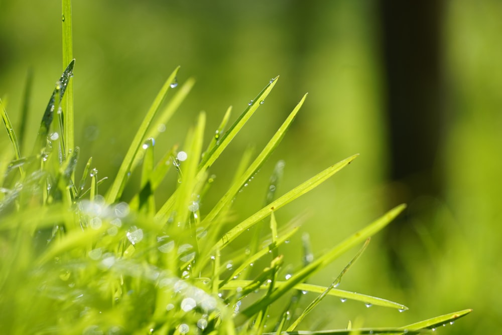 water droplets on green grass