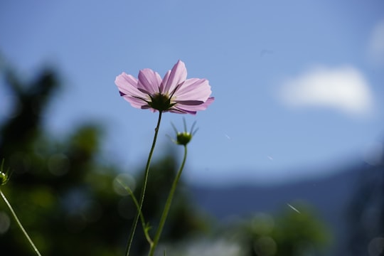 pink flower in tilt shift lens in Thimphu Bhutan
