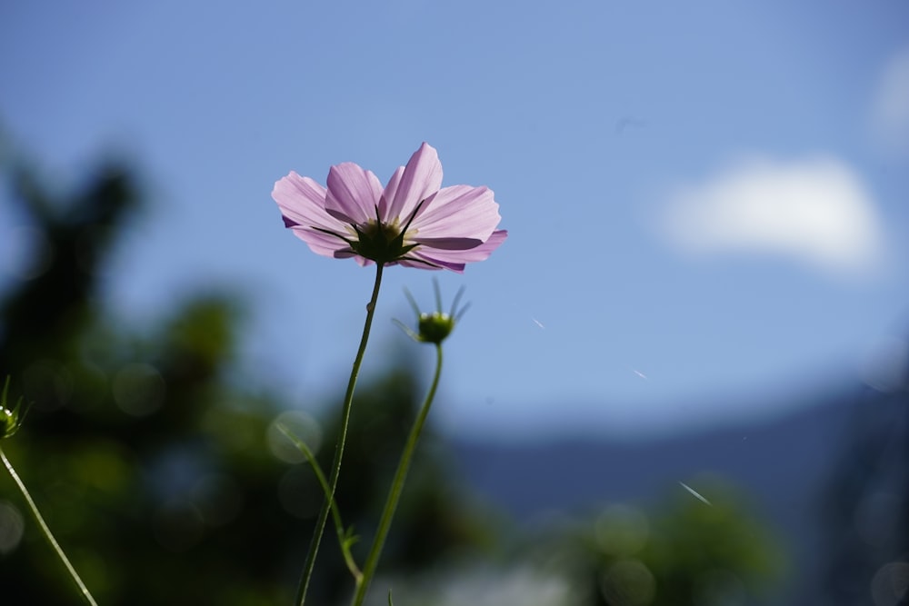 pink flower in tilt shift lens