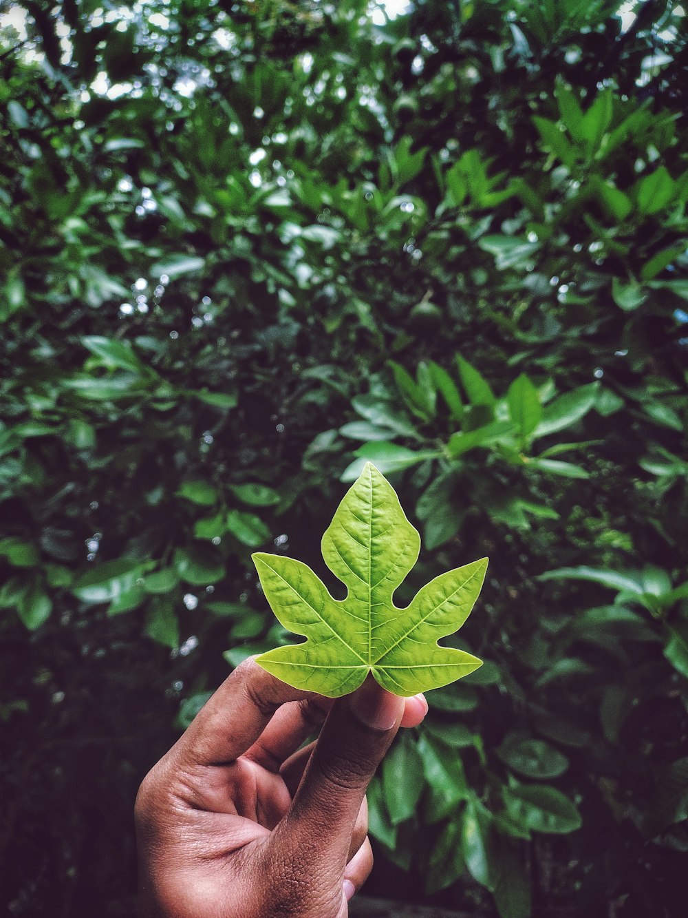 1000+ Love Nature Pictures | Download Free Images on Unsplash