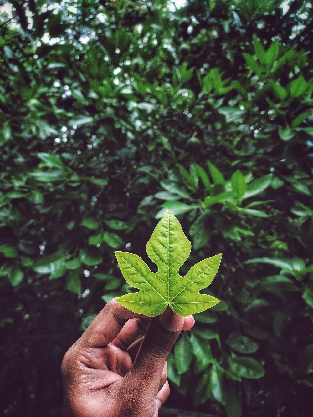 green leaf on persons hand