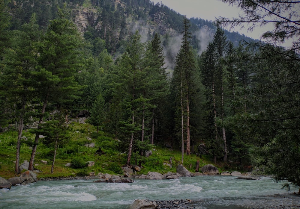 green trees near body of water during daytime