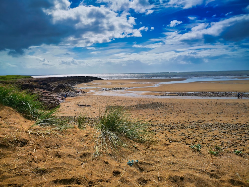 green grass on brown sand near body of water during daytime