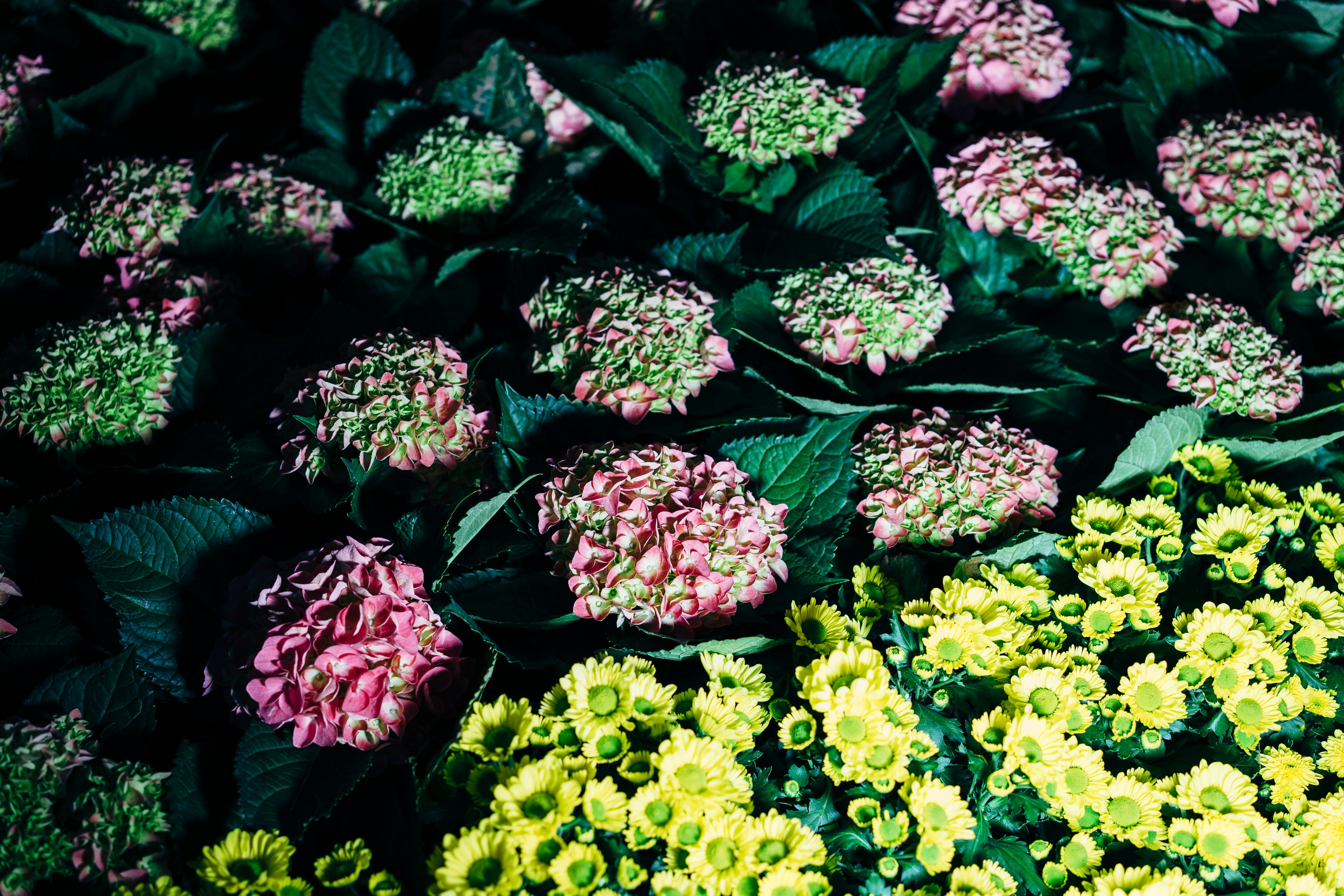red and yellow flowers with green leaves