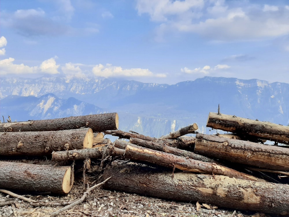 brown wood logs on gray sand under blue sky during daytime