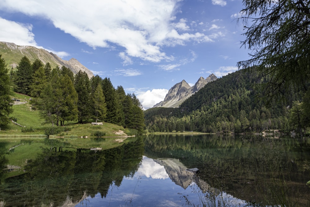 green trees near lake under blue sky during daytime