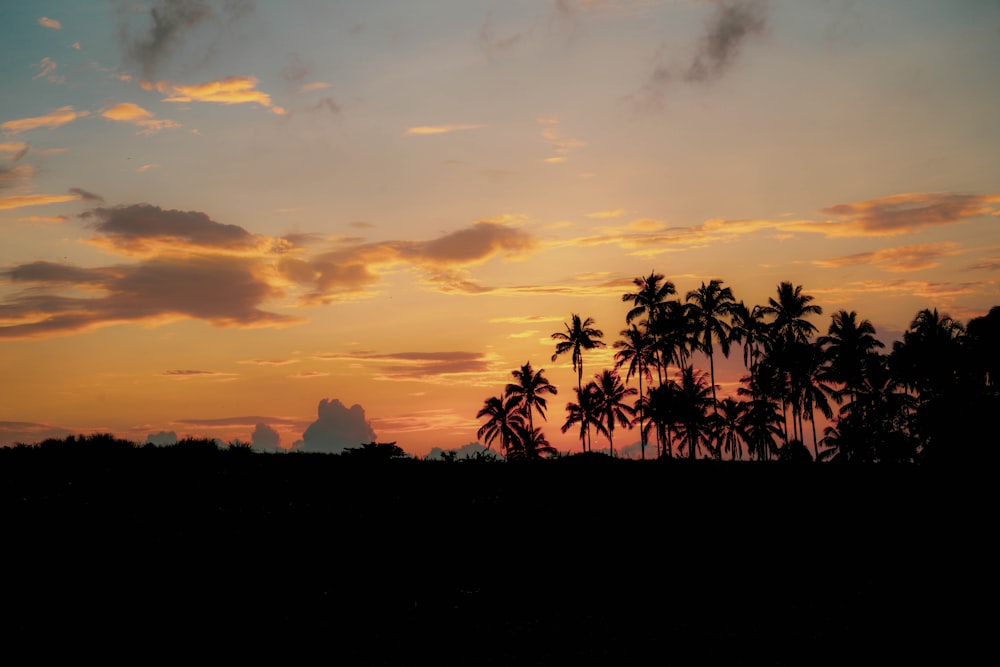 silhouette of palm trees during sunset