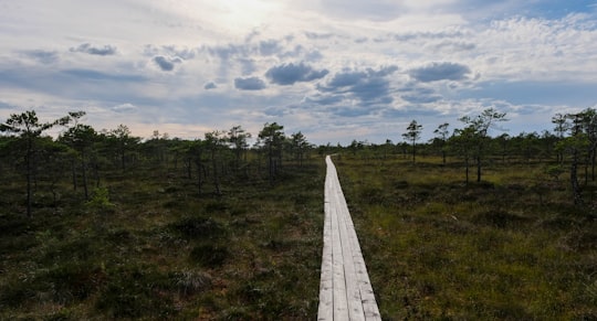 green grass field under cloudy sky during daytime in Soomaa rahvuspark Estonia