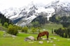 brown horse on green grass field near snow covered mountain during daytime