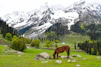 brown horse on green grass field near snow covered mountain during daytime