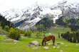 brown horse on green grass field near snow covered mountain during daytime