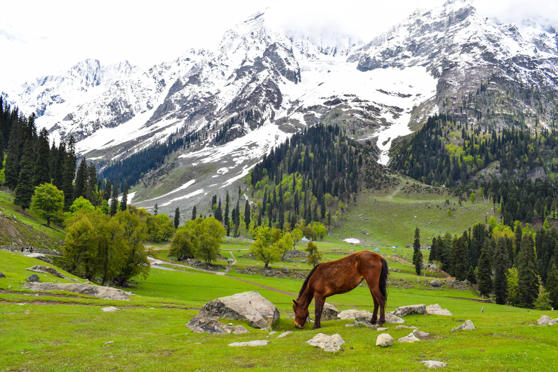 Srinagar travel