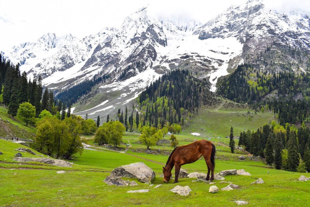 brown horse on green grass field near snow covered mountain during daytime