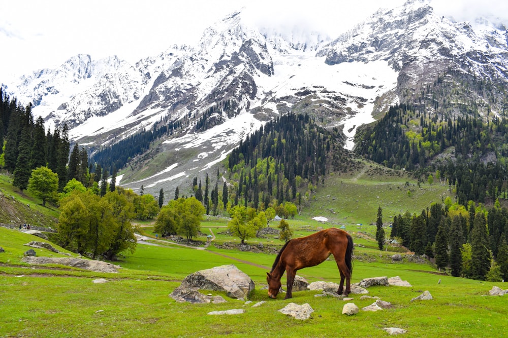 Braunes Pferd auf grünem Grasfeld in der Nähe eines schneebedeckten Berges tagsüber