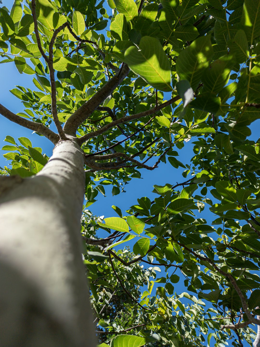 low angle photography of green tree during daytime