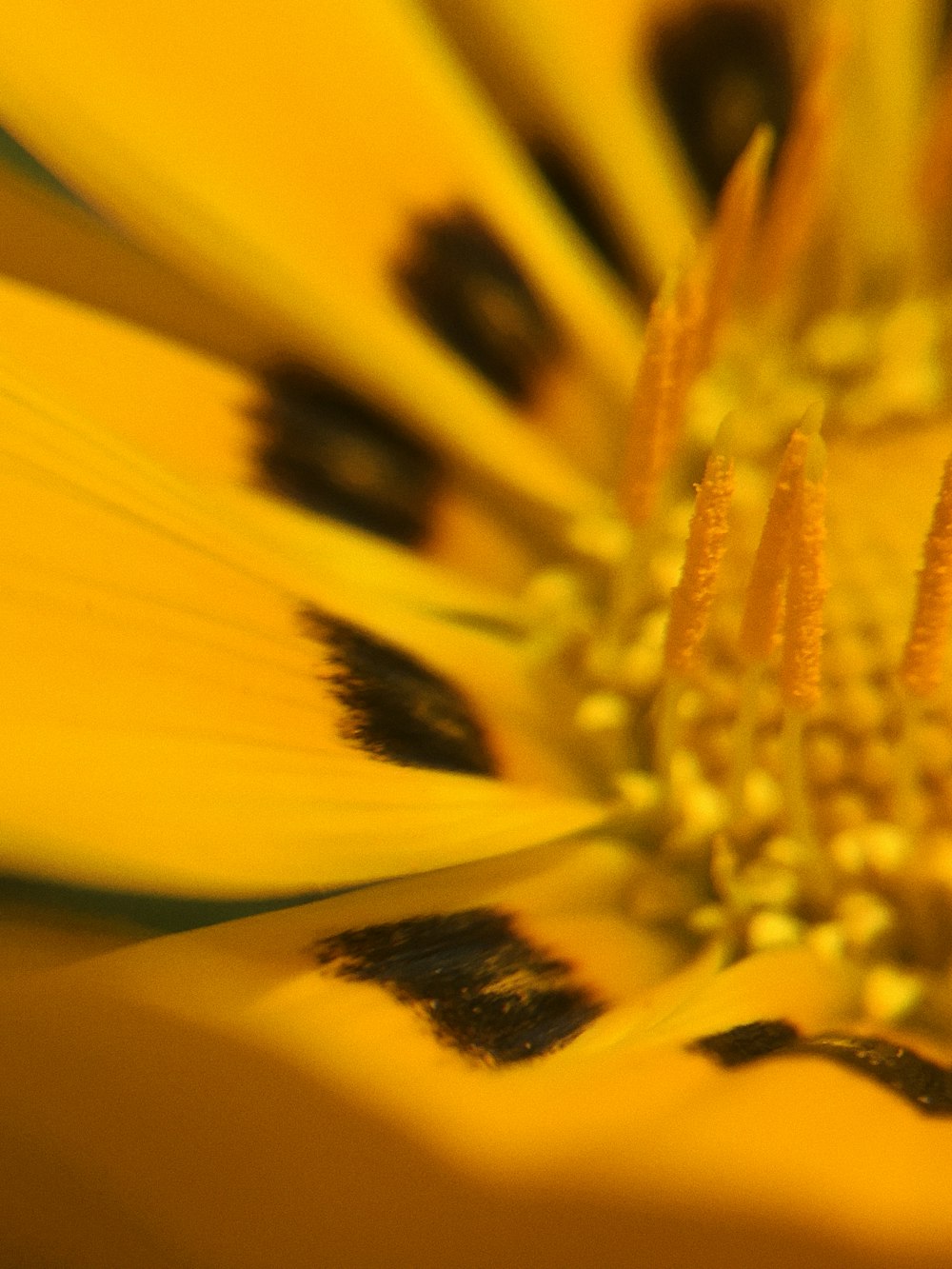 yellow and black flower in macro lens photography