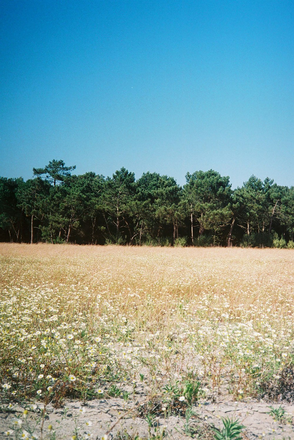 green trees under blue sky during daytime