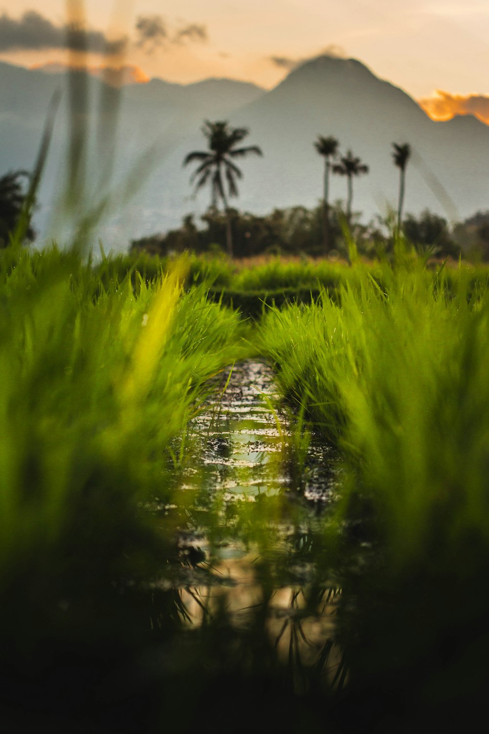 water droplets on green grass during daytime