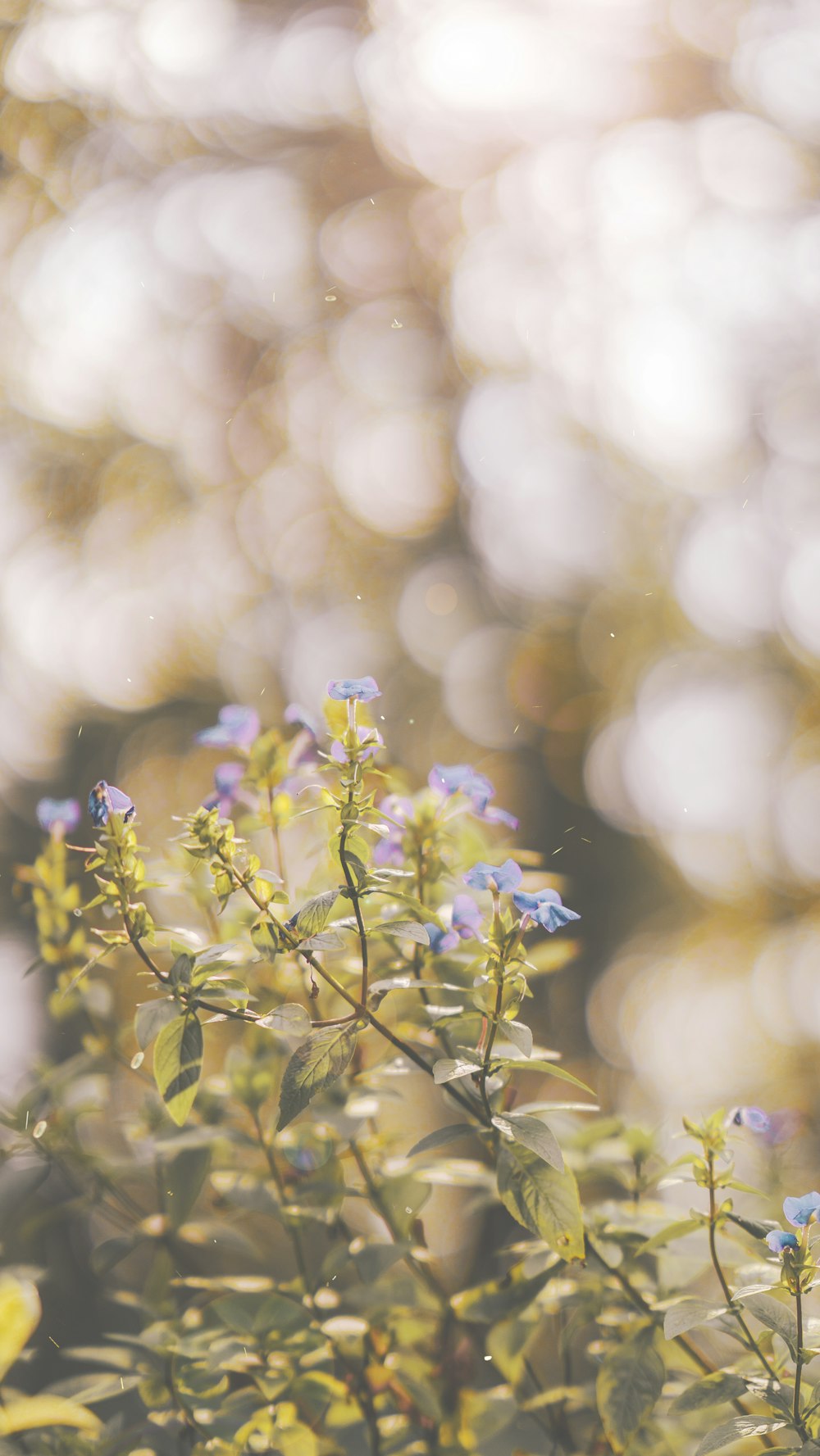 blue flowers in tilt shift lens