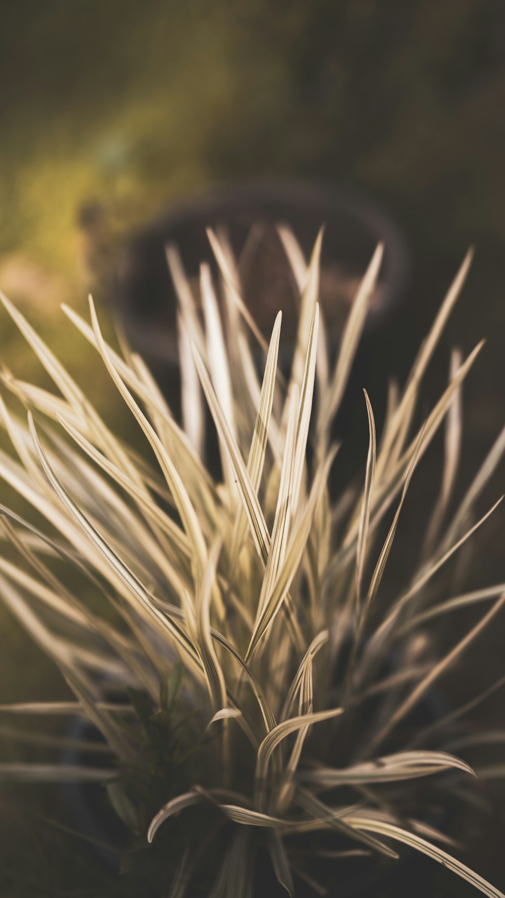 brown grass in close up photography