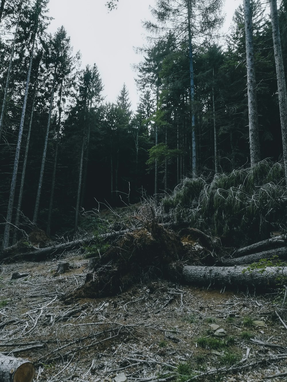 brown tree log on forest during daytime