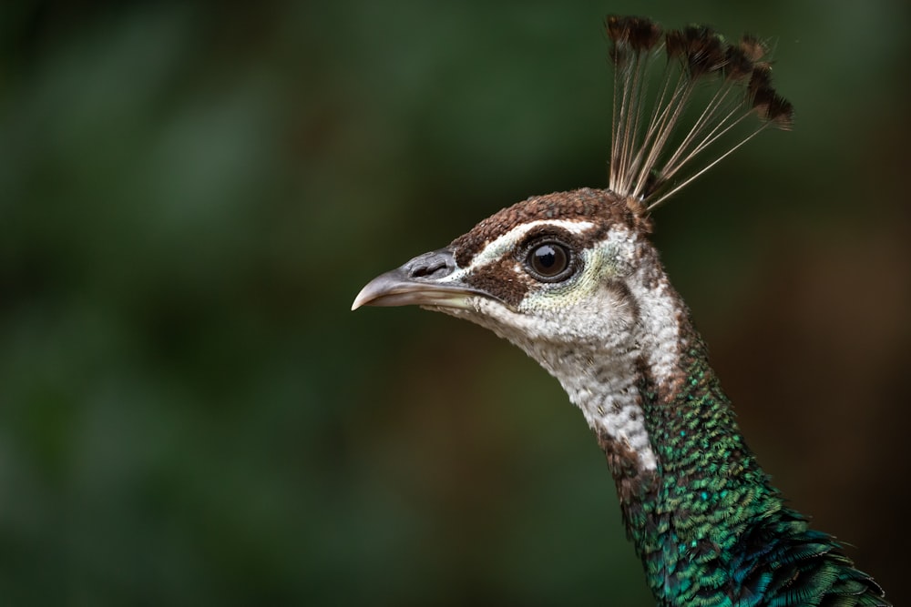 blue green and white peacock