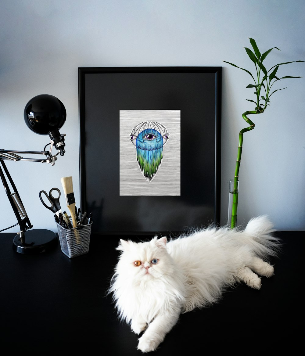 white persian cat on black table