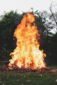 A large bonfire is burning vigorously with bright orange and yellow flames reaching upwards. The fire is set on a patch of green grass surrounded by trees and shrubs. Twigs and branches at the base of the fire feed the intense blaze, creating a dynamic and lively scene.