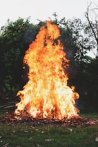 A large bonfire is burning vigorously with bright orange and yellow flames reaching upwards. The fire is set on a patch of green grass surrounded by trees and shrubs. Twigs and branches at the base of the fire feed the intense blaze, creating a dynamic and lively scene.