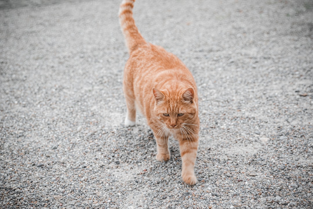 orange tabby cat on gray concrete floor