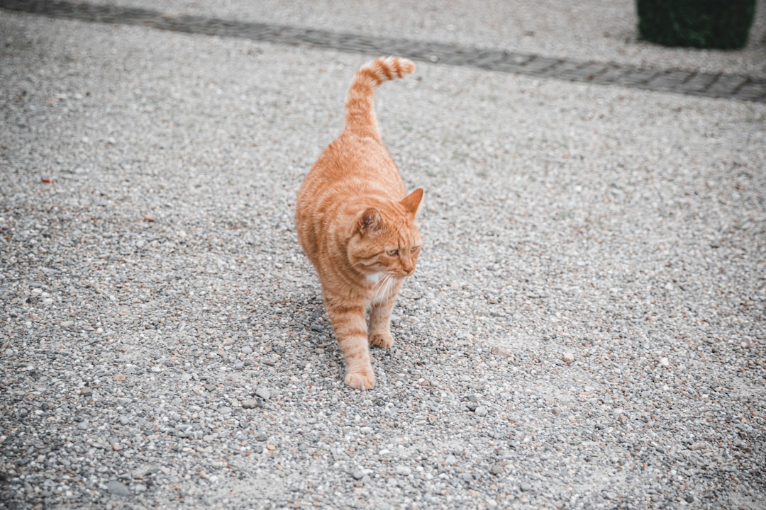 orange tabby cat walking on gray concrete road during daytime