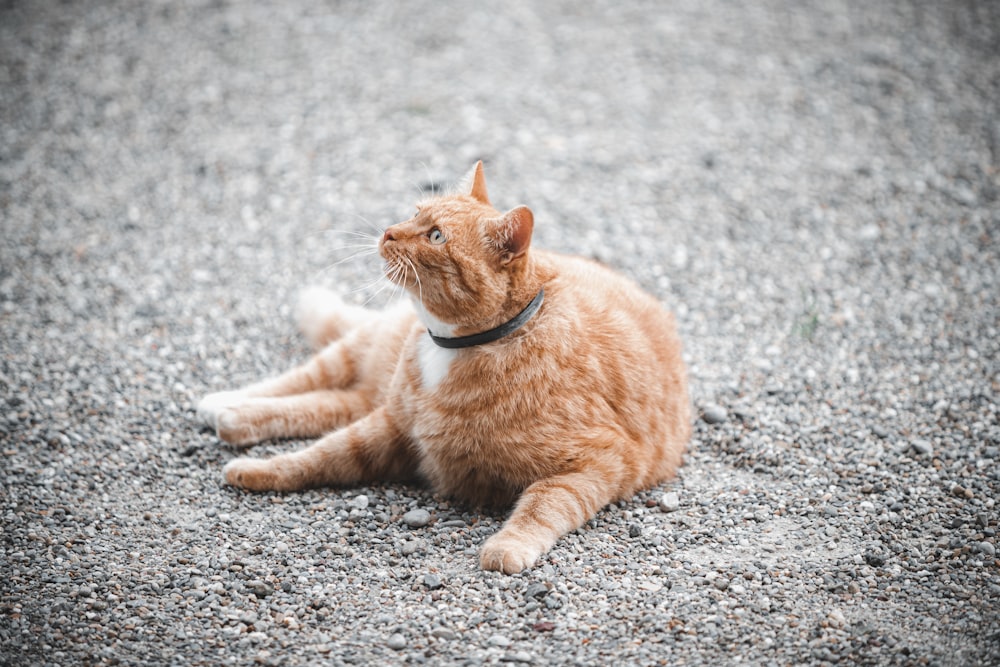 gato atigrado naranja sobre piso de concreto gris