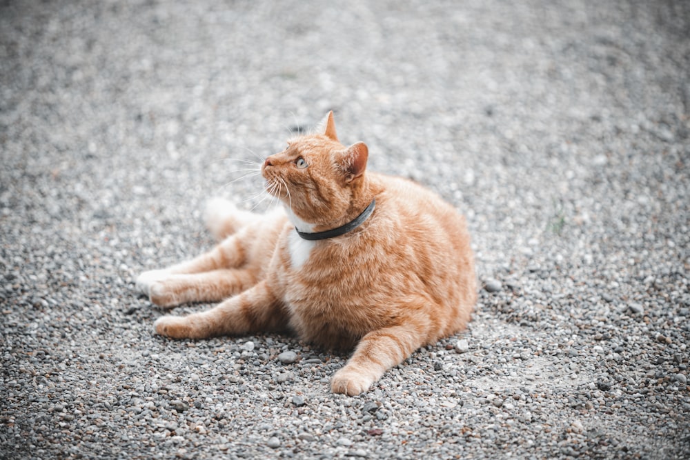 灰色のコンクリートの床にオレンジ色のぶち猫