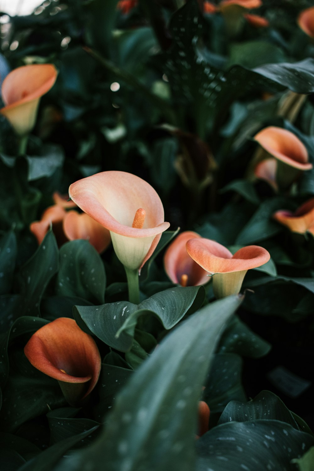 pink flower bud in close up photography