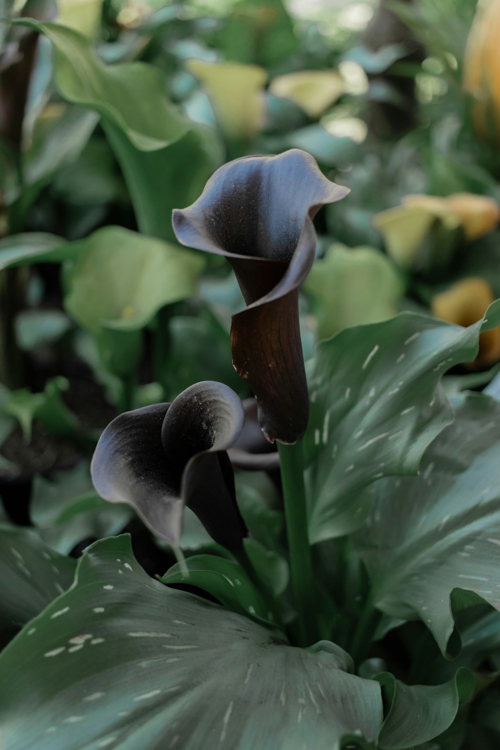 blue and brown flower bud