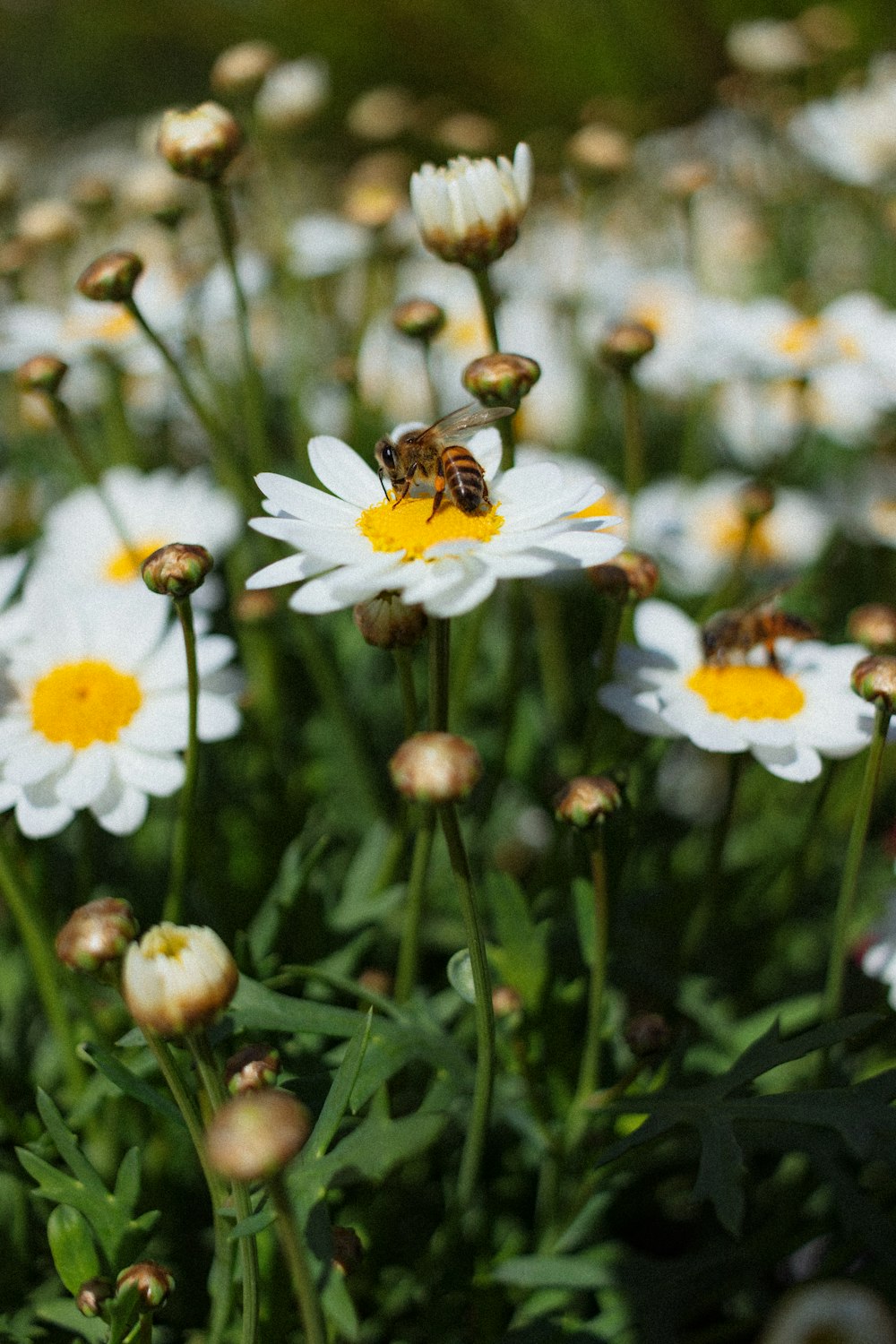 honeybee perched on white daisy flower in close up photography during daytime