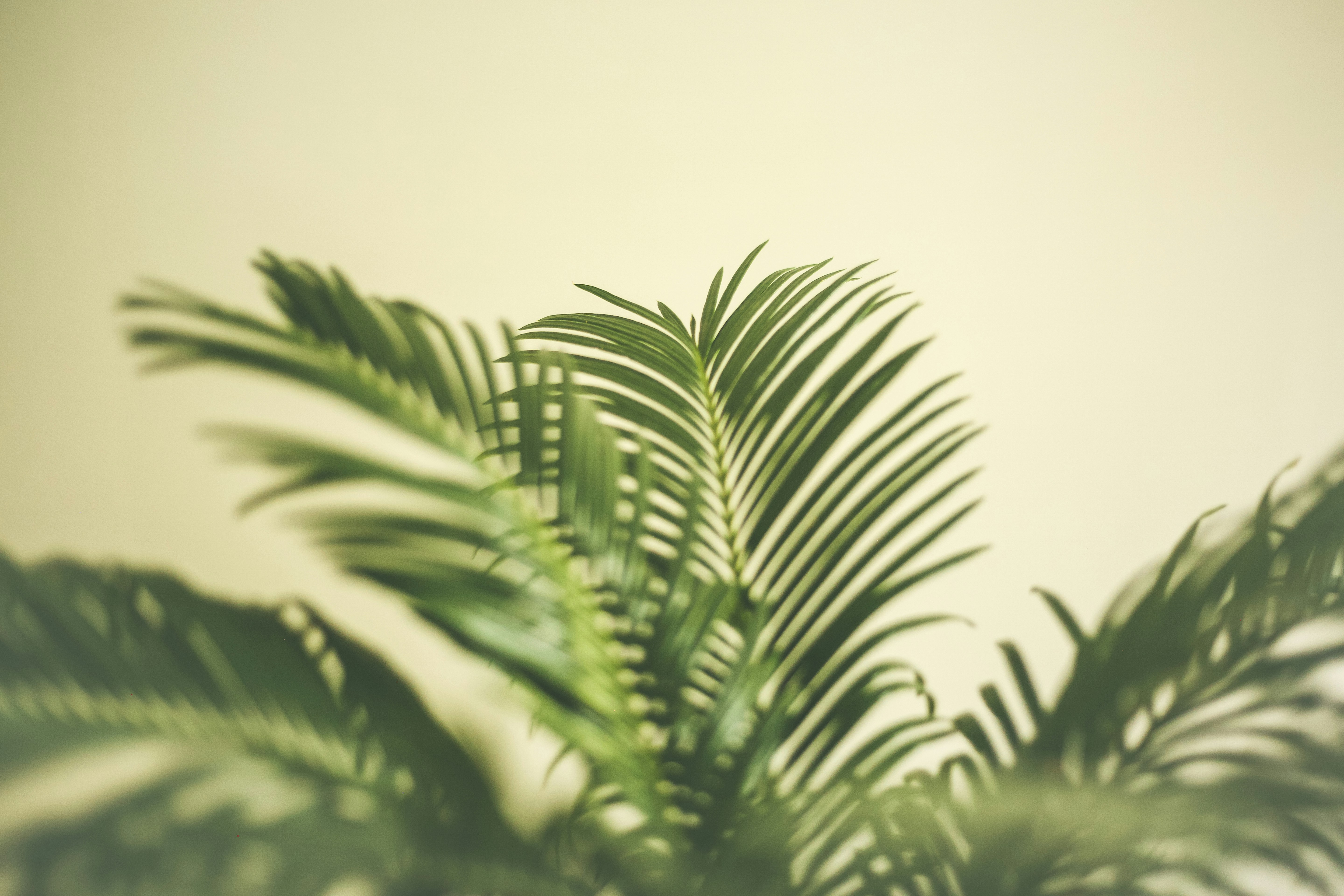 Photo by valentinbalan