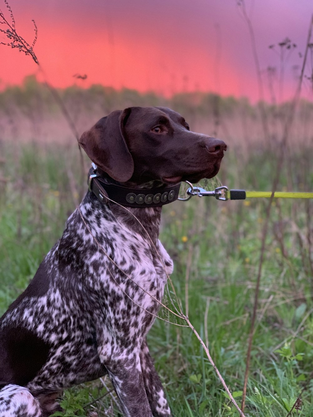 brauner und weißer kurzhaariger Hund tagsüber auf grünem Grasfeld