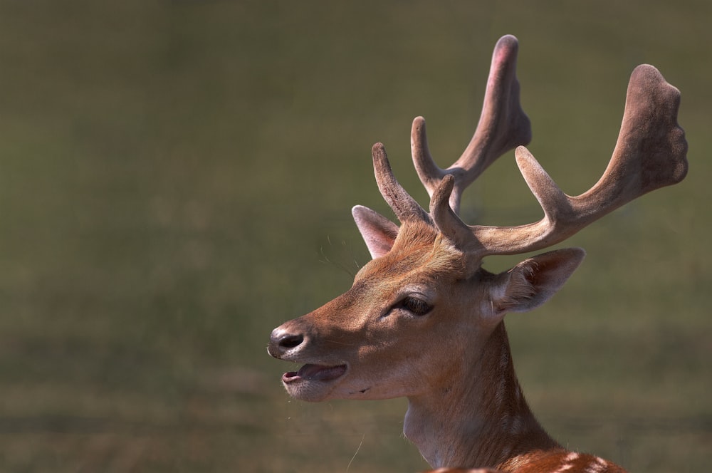 brown deer in green grass during daytime