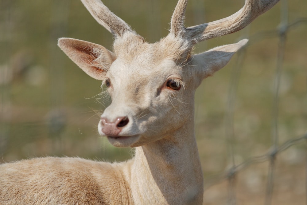 brown and white deer in close up photography