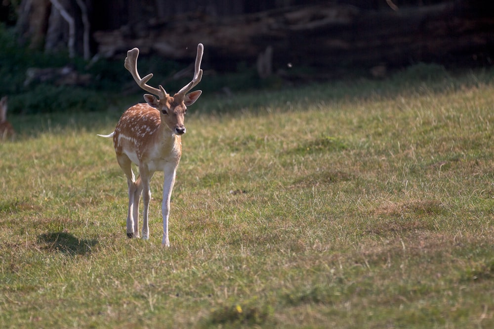 brown deer on green grass field during daytime