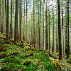 green grass and trees during daytime