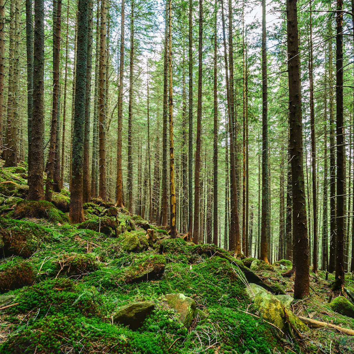 Die Bedeutung von Waldökosystemen für das Klima