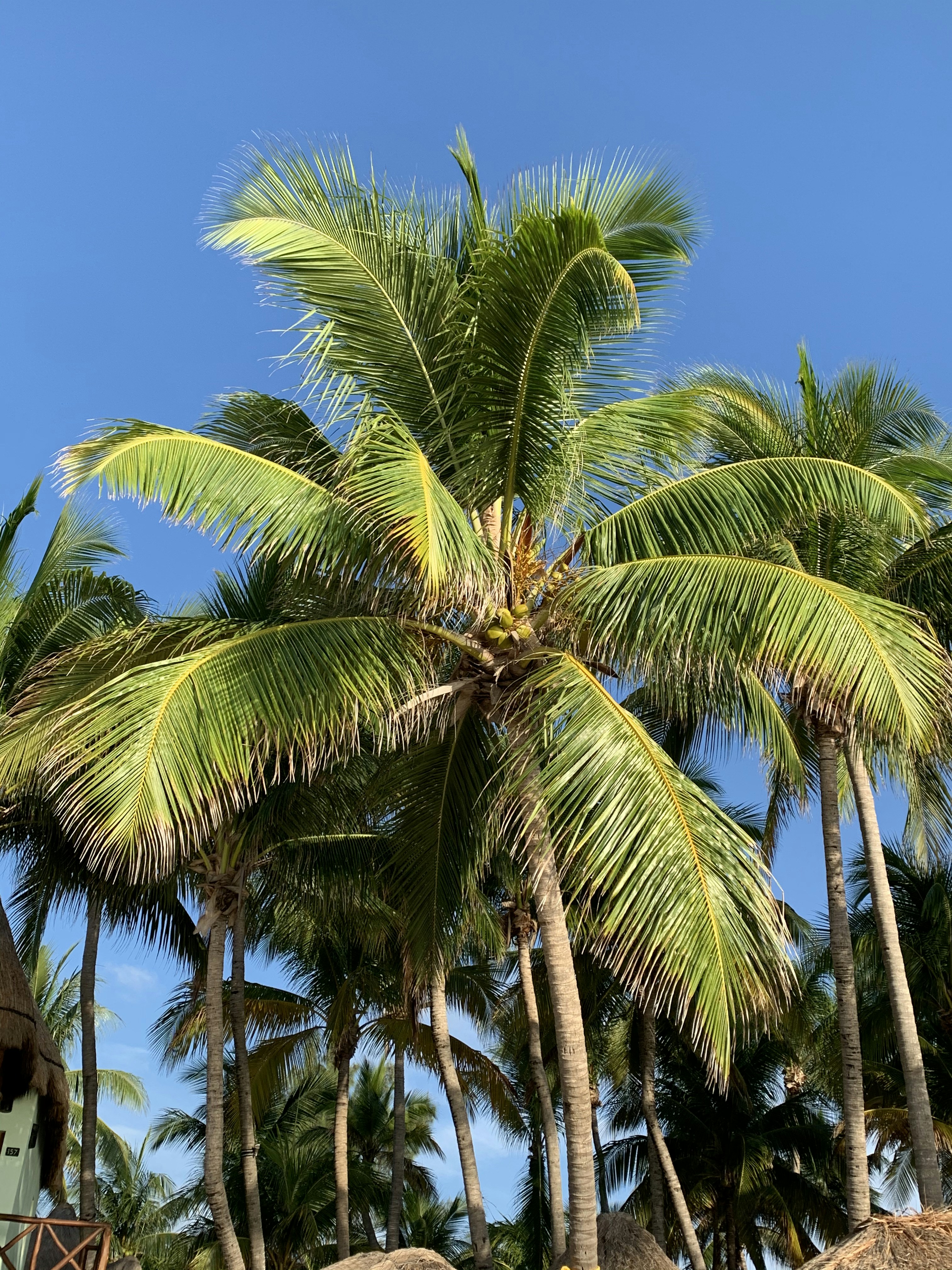 Photo by soothingtropicalwinds