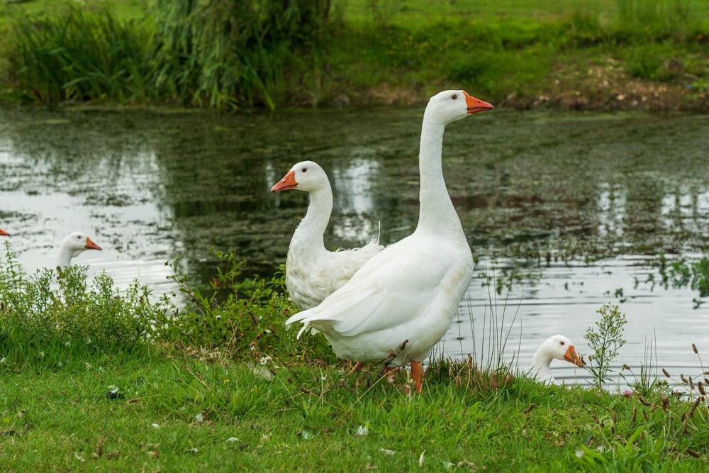 Cisne blanco en hierba verde cerca del lago durante el día