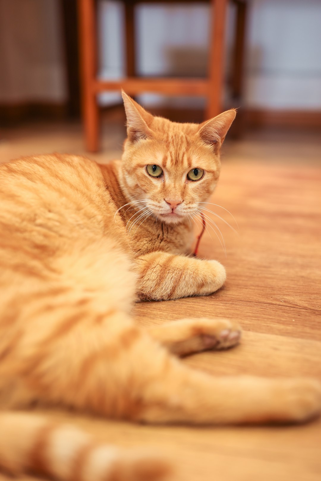 orange tabby cat lying on brown wooden floor