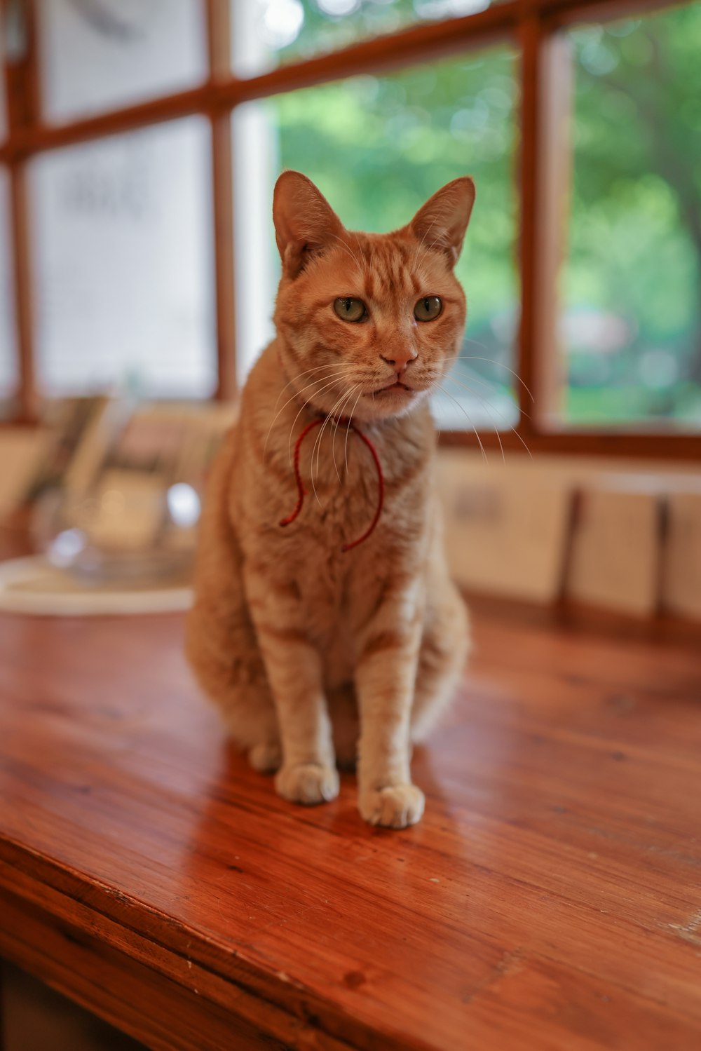 orange tabby cat on brown wooden floor