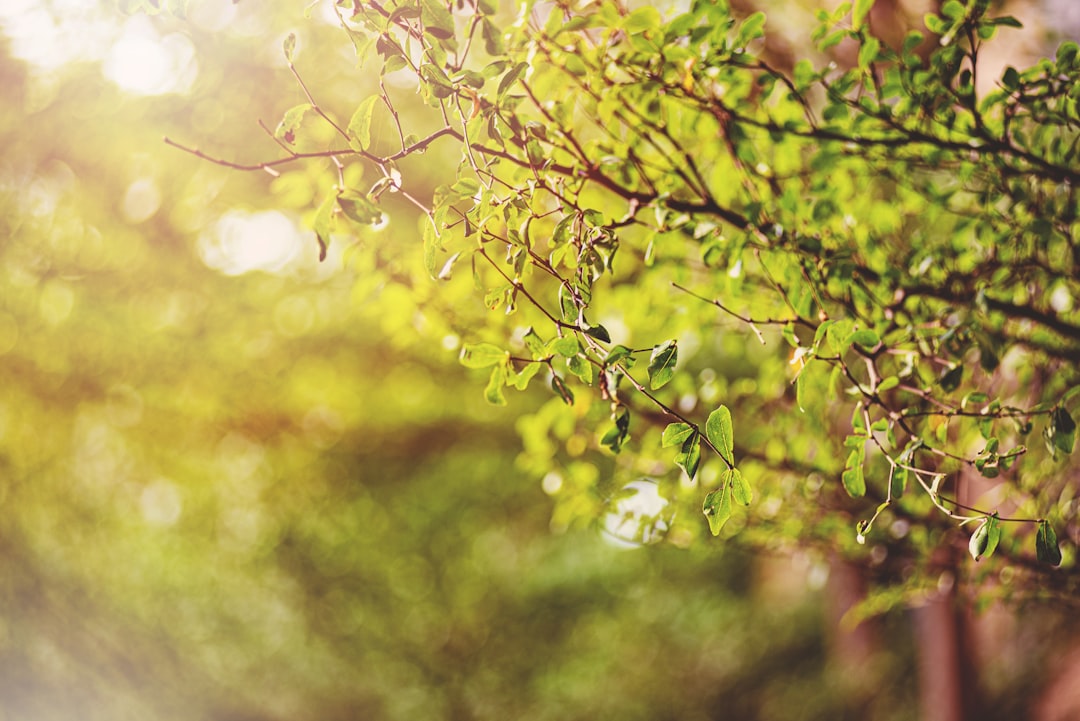 green leaves in tilt shift lens